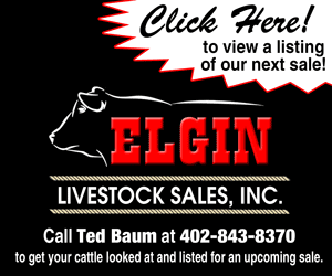 Elgin Livestock Sale