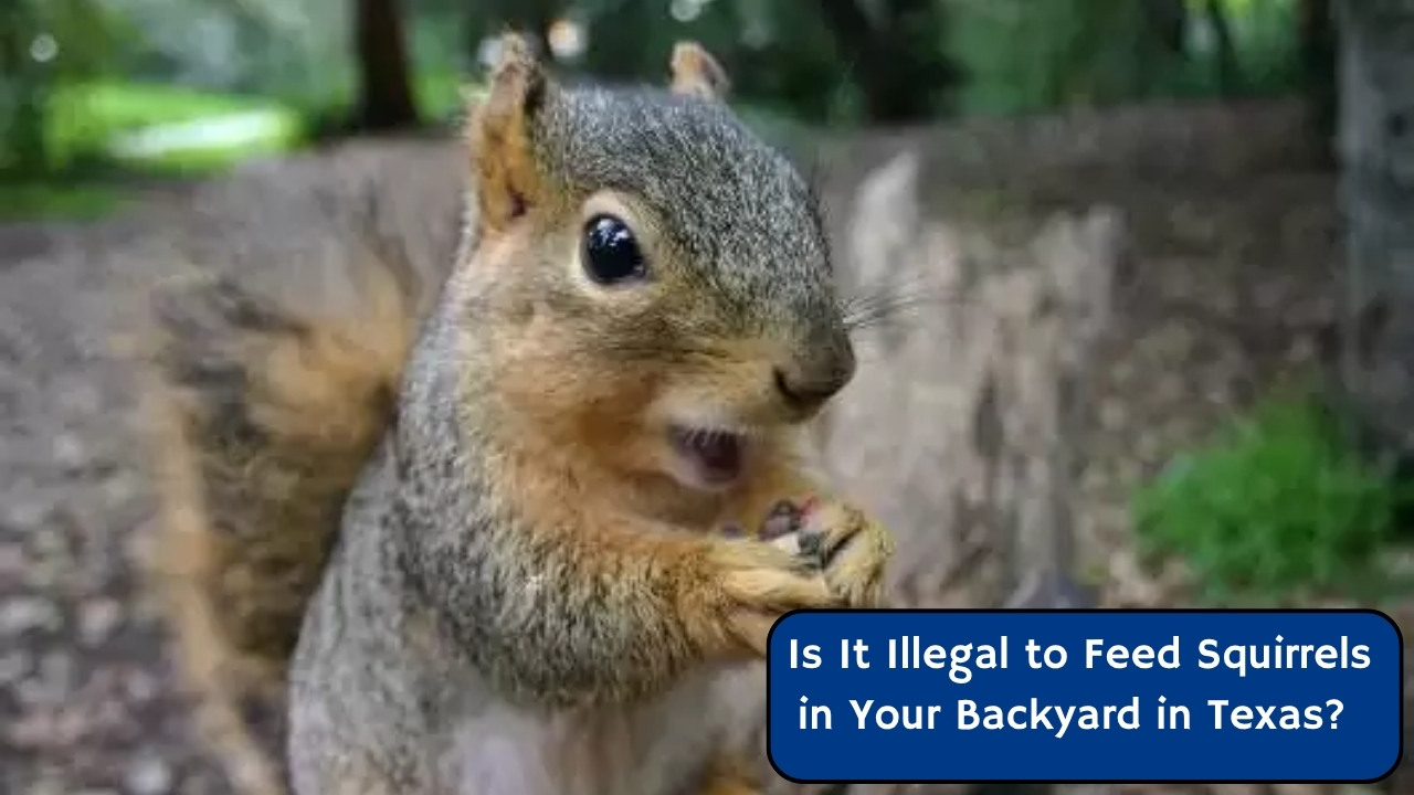 Is It Illegal to Feed Squirrels in Your Backyard in Texas? Laws You Need to Know